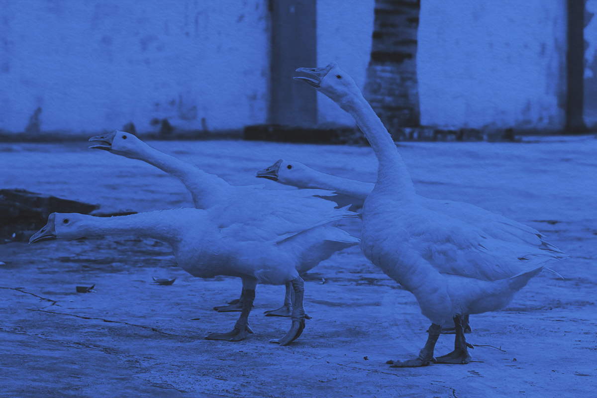 Why Do We Call Someone a “Silly Goose”?